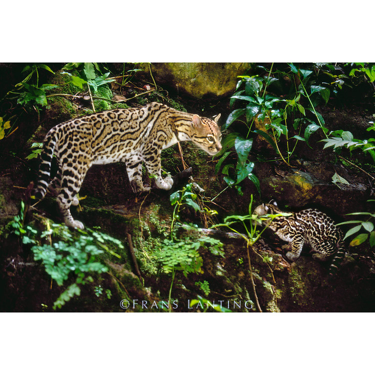 Leopardus pardalis Фото №8