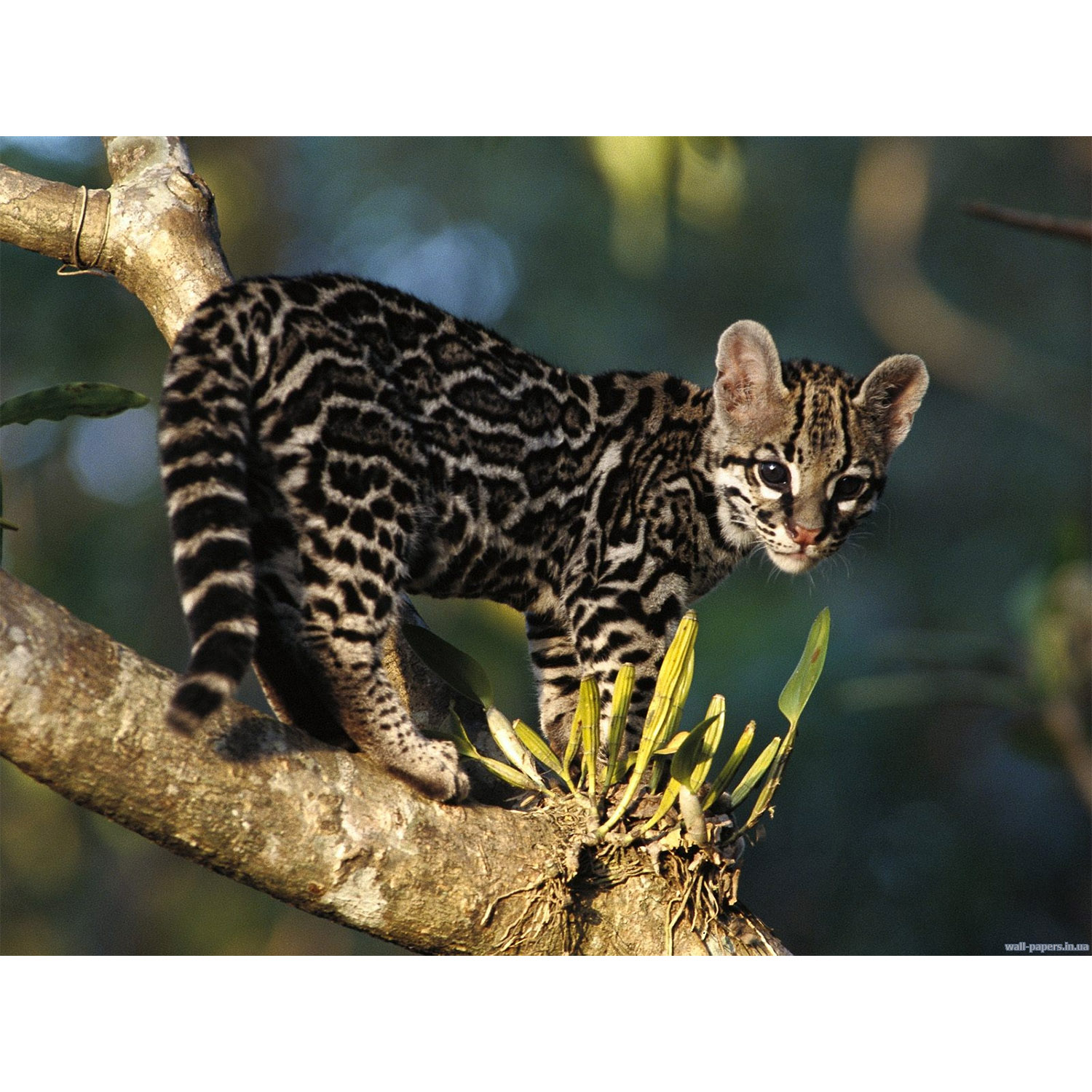 Leopardus pardalis Фото №9