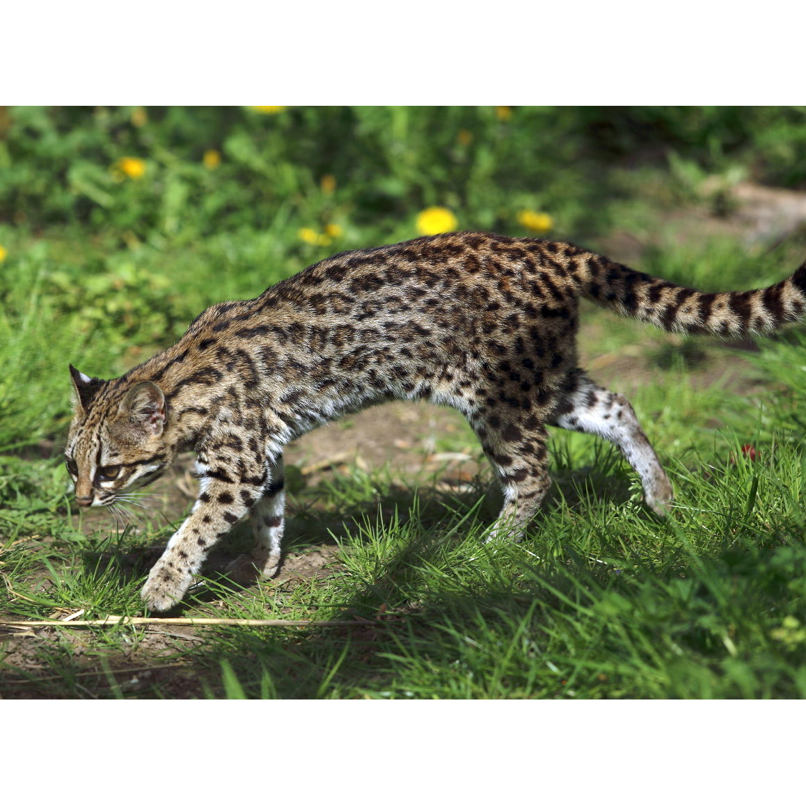 Leopardus tigrinus Фото №2