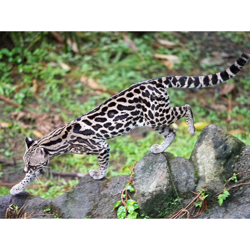 Leopardus tigrinus Фото №3