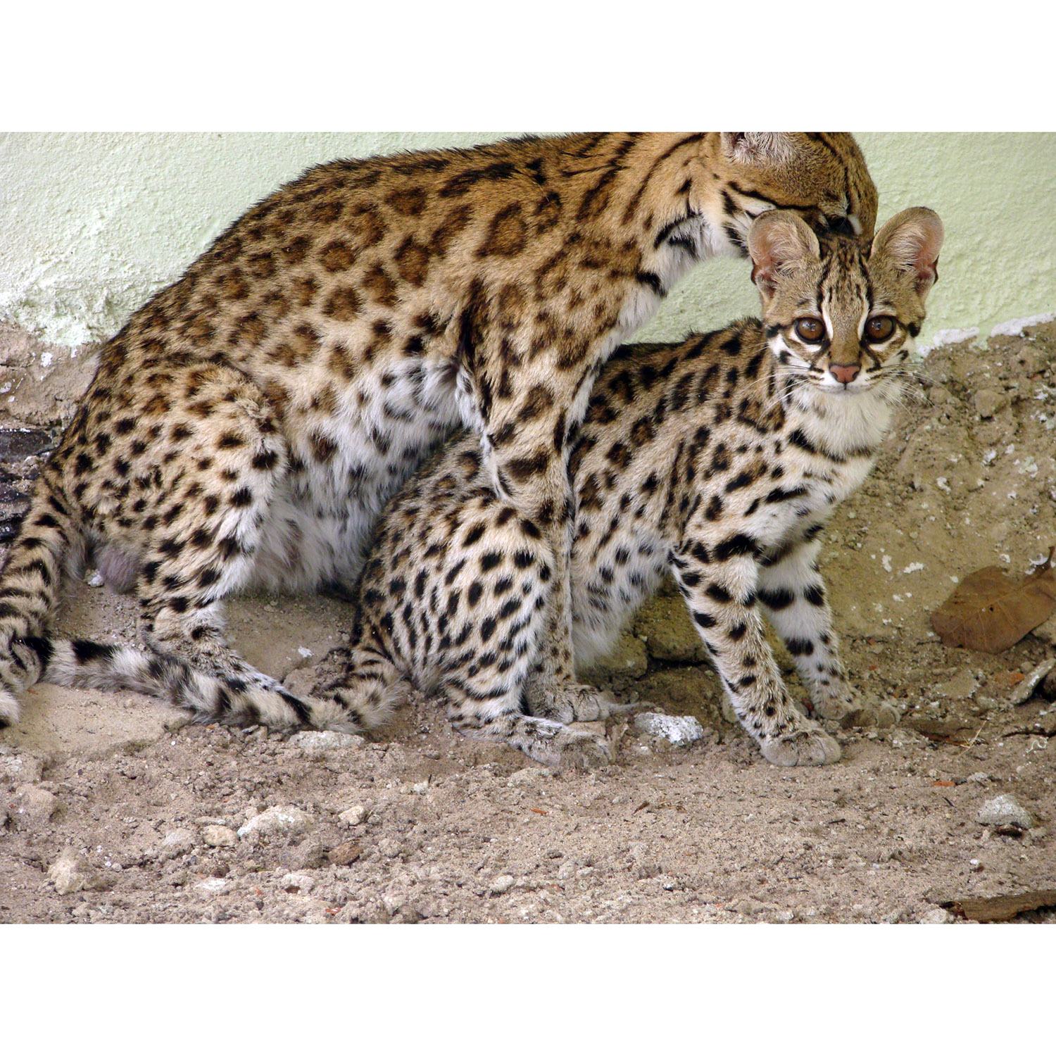 Leopardus tigrinus Фото №4