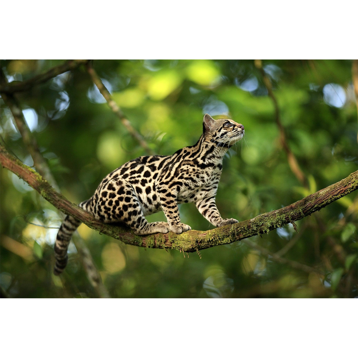 Leopardus tigrinus Фото №5