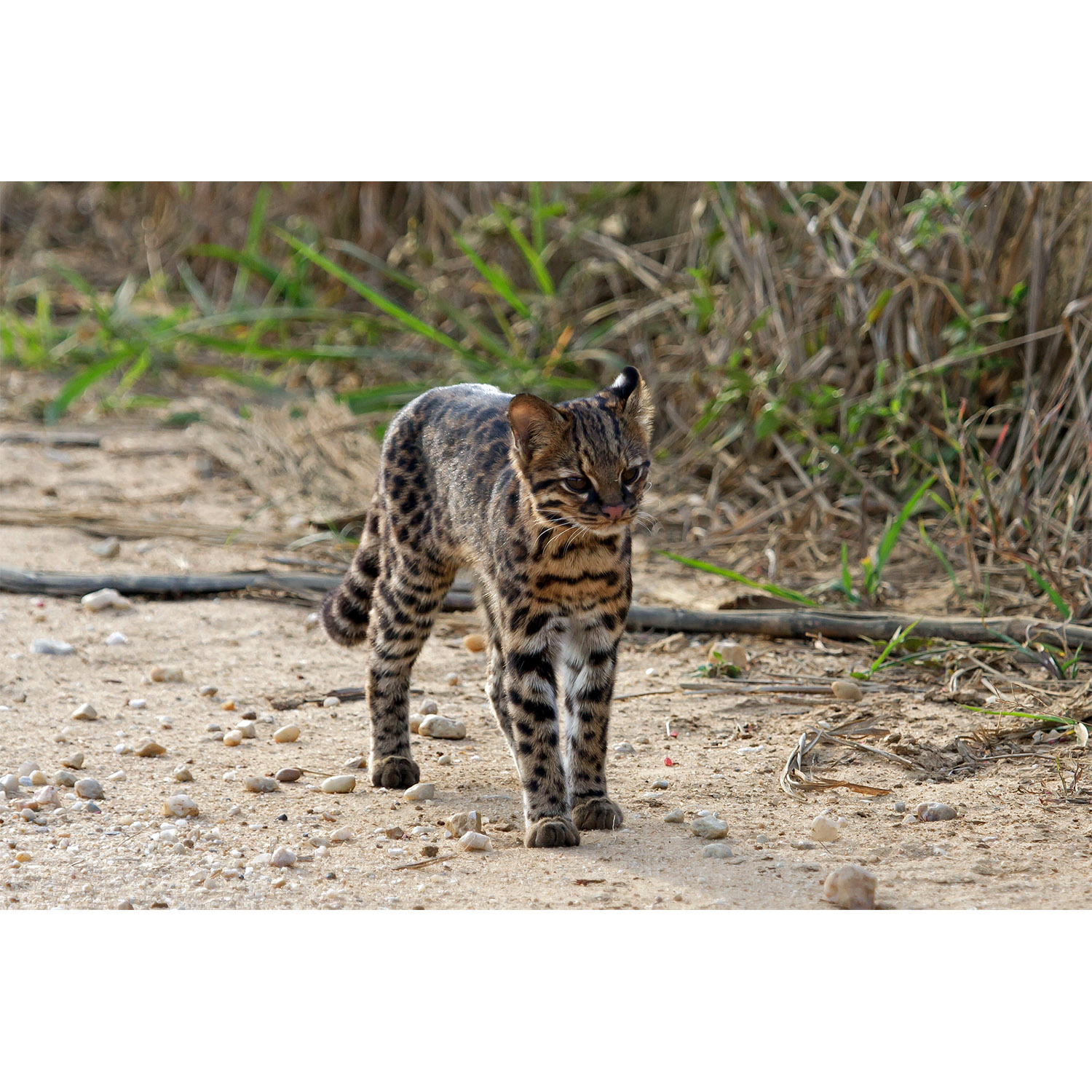 Leopardus tigrinus Фото №6