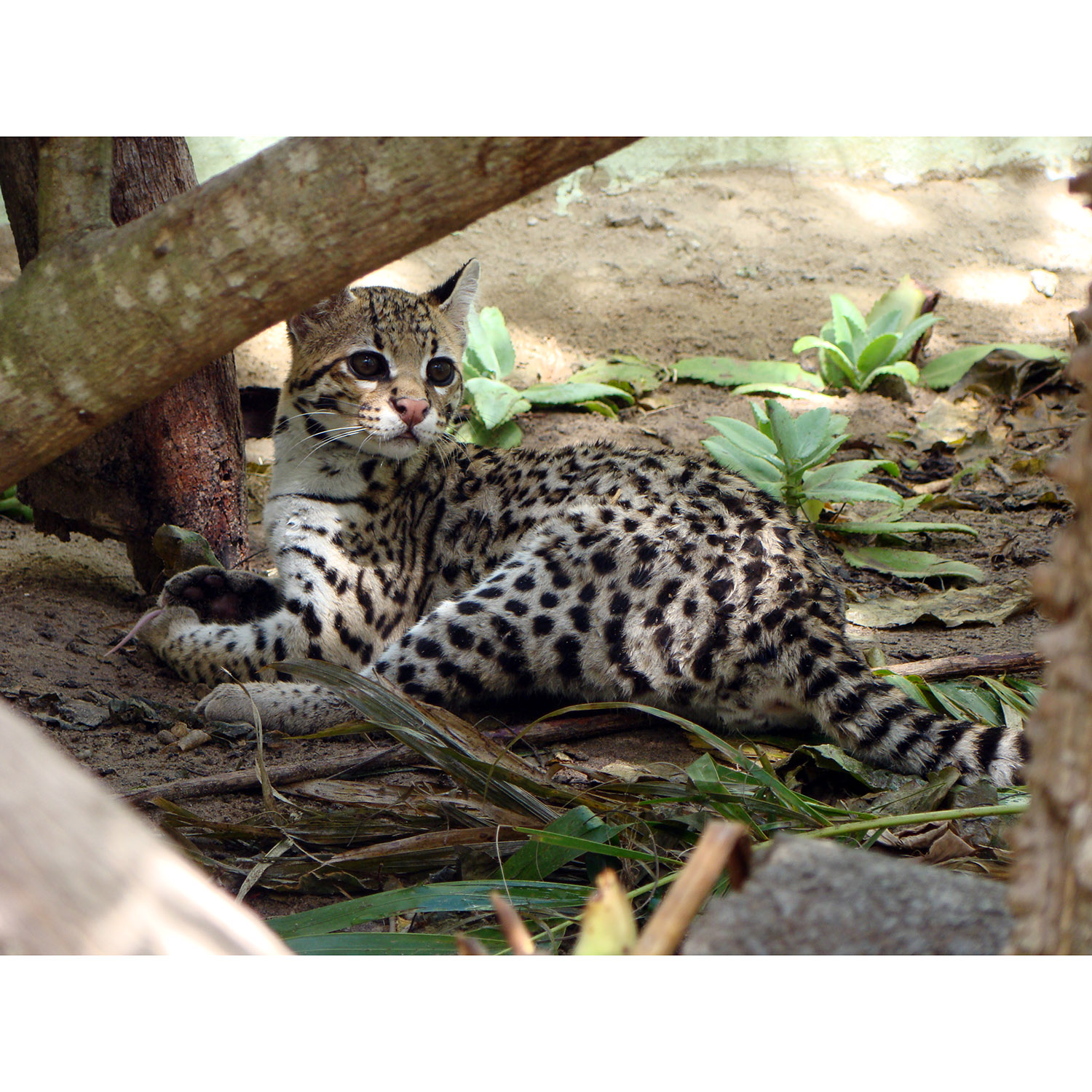 Leopardus tigrinus Фото №7