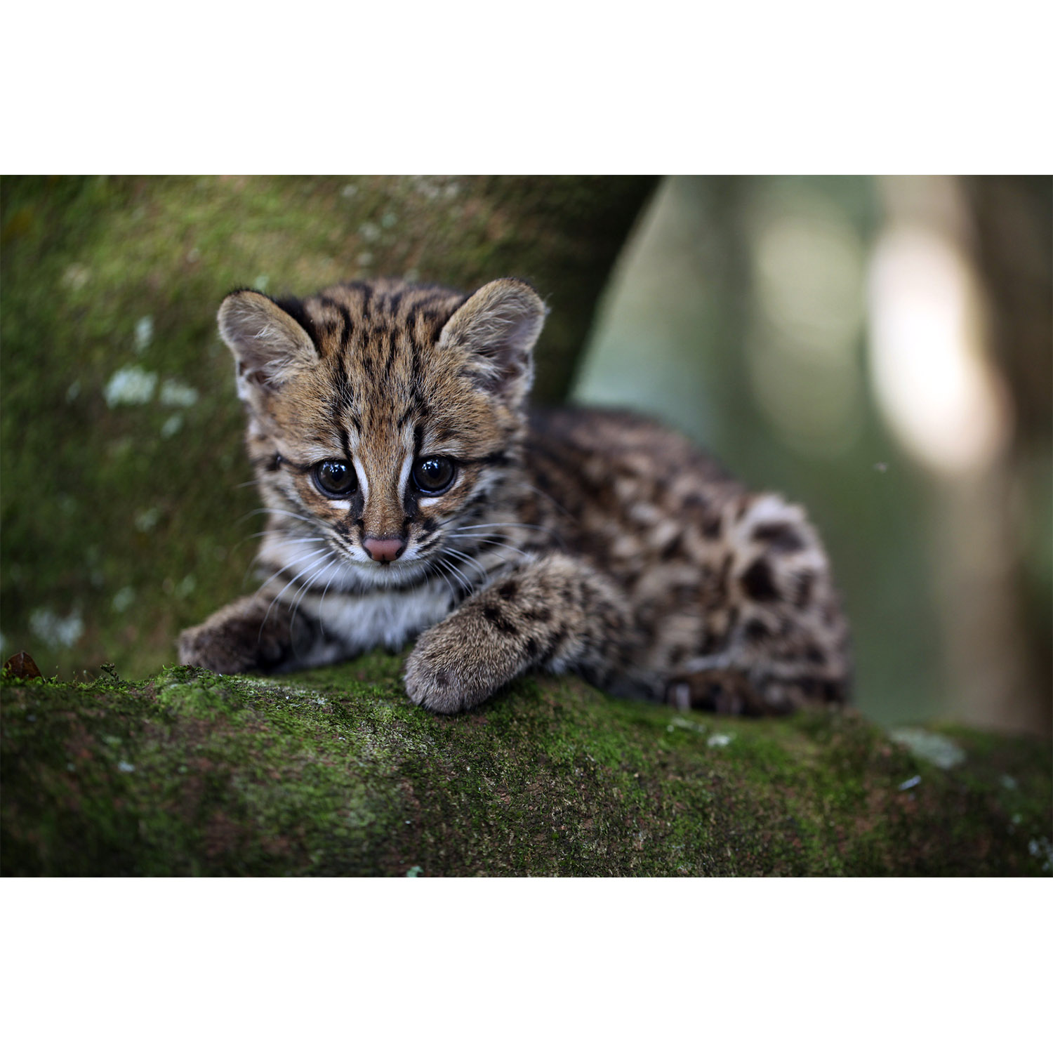 Leopardus tigrinus Фото №9