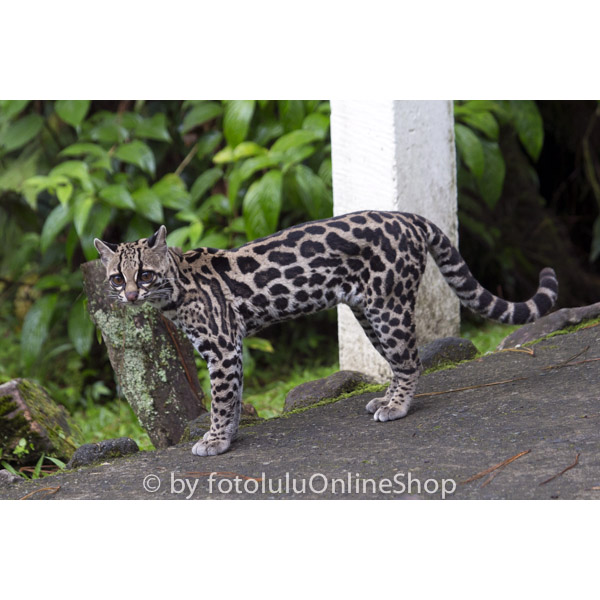 Leopardus wiedii Фото №2