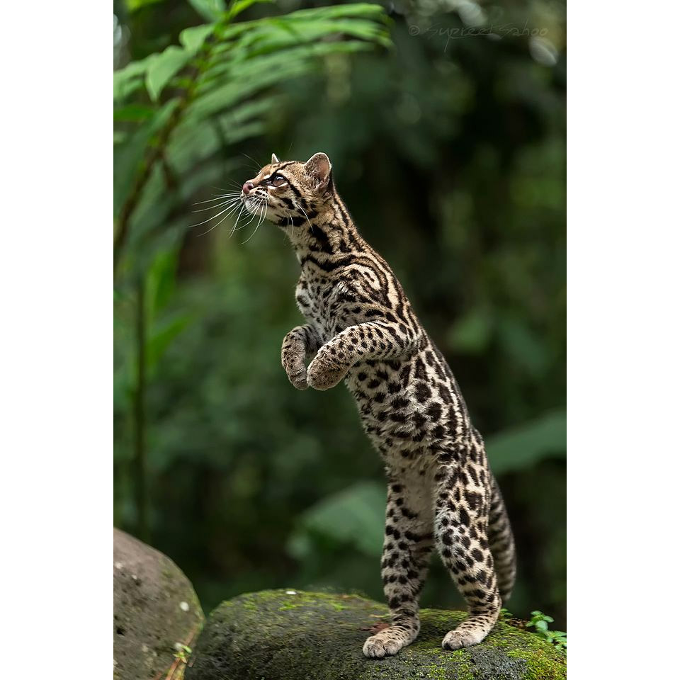 Leopardus wiedii Фото №3