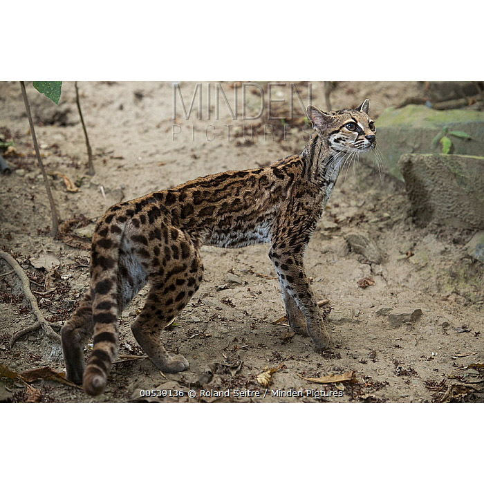 Leopardus wiedii Фото №4