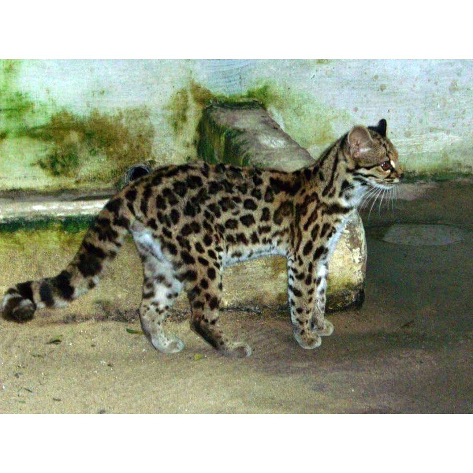Leopardus wiedii Фото №5