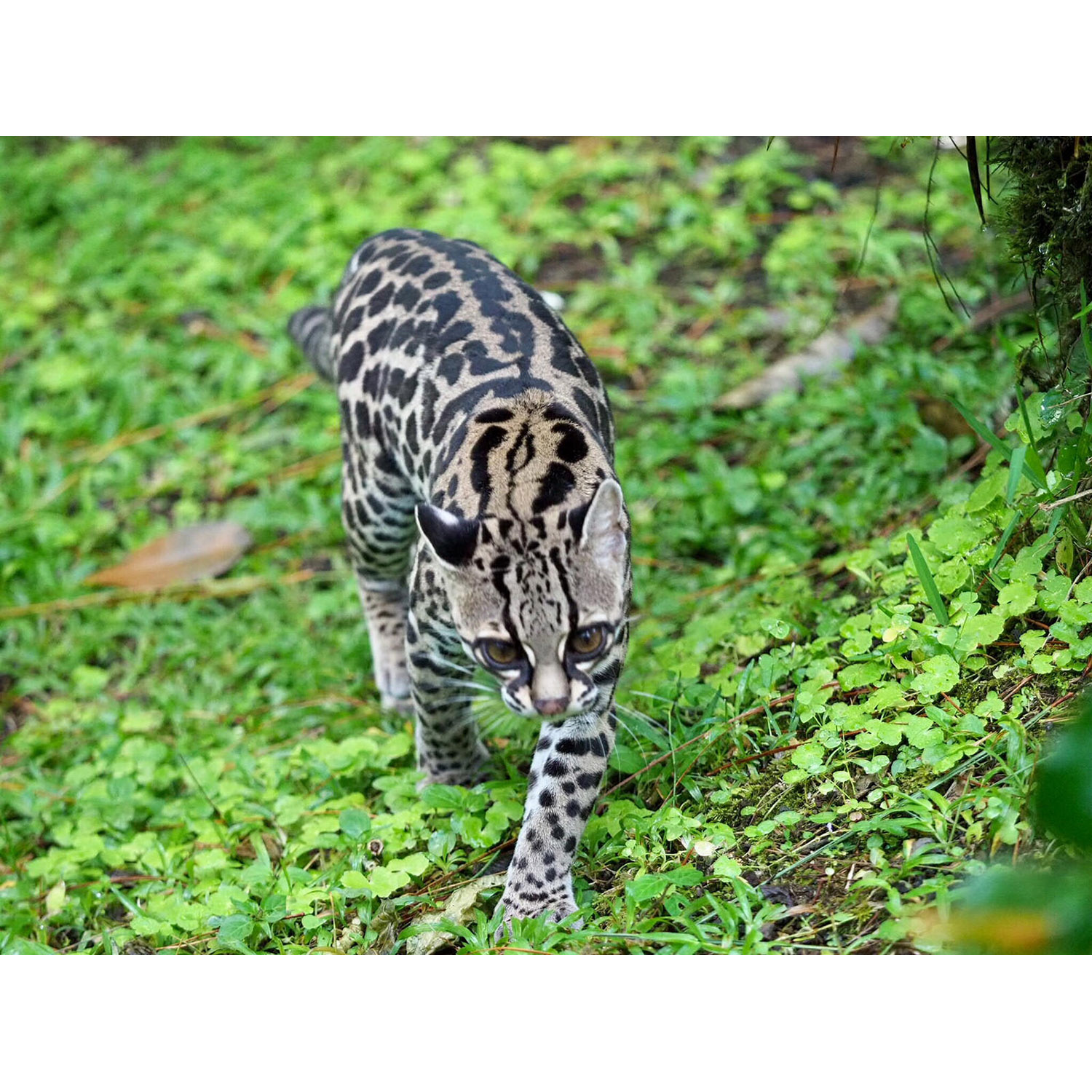 Leopardus wiedii Фото №6