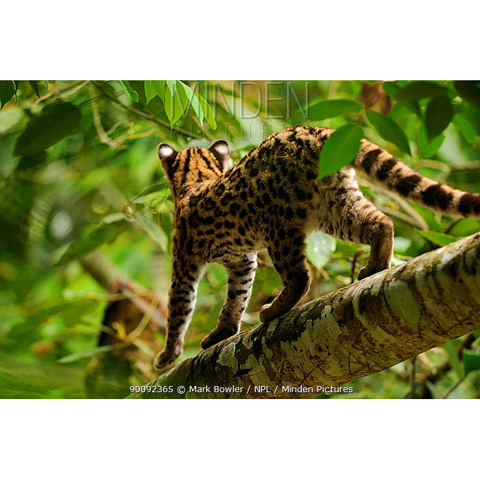 Leopardus wiedii Фото №7