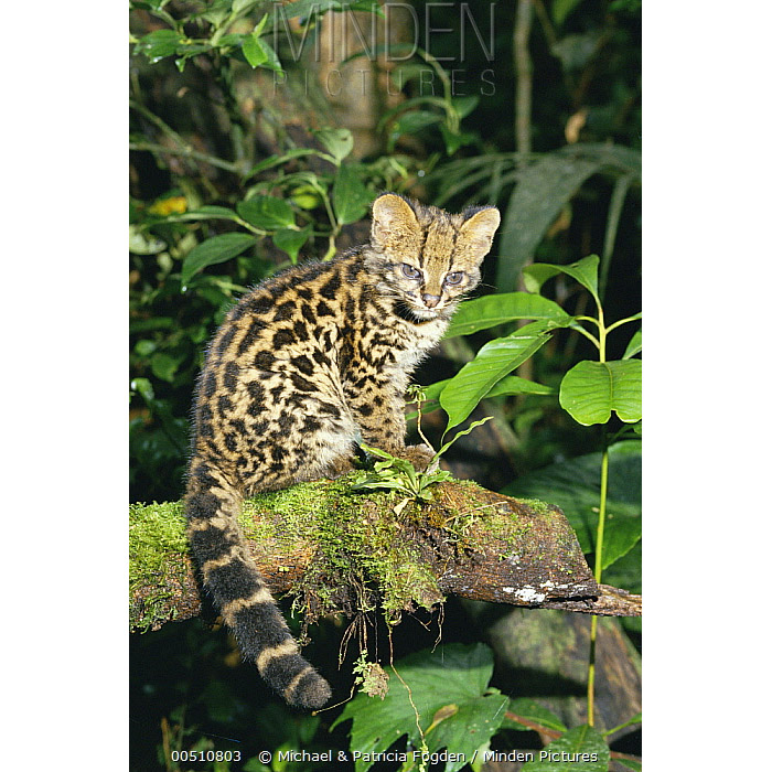 Leopardus wiedii Фото №8