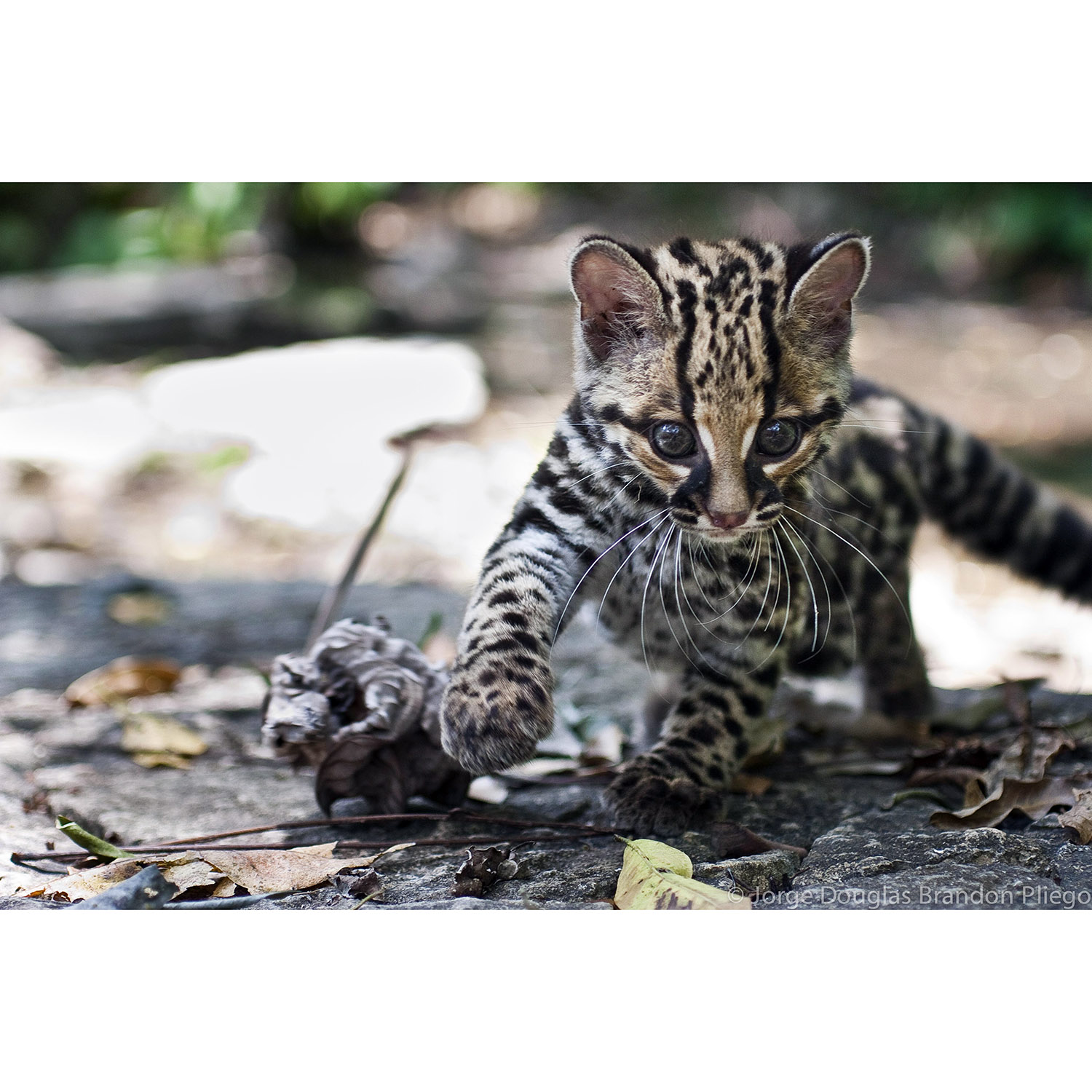 Leopardus wiedii Фото №9