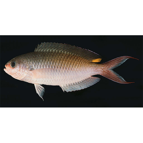 Род Лирохвостые рыбы-ласточки / Лепидозиги фото