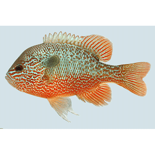 Род Настоящие солнечники / Солнечные рыбы фото