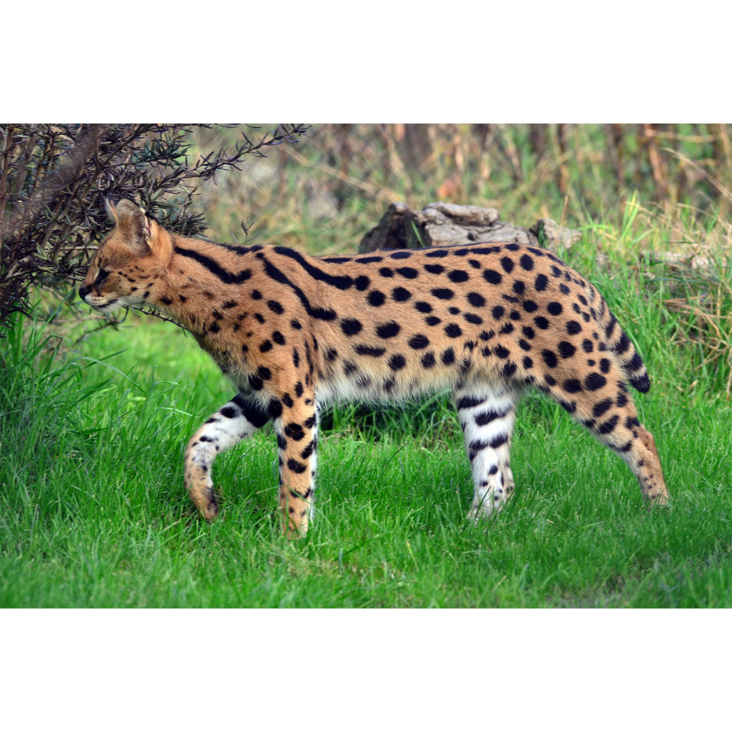 Leptailurus serval Фото №3