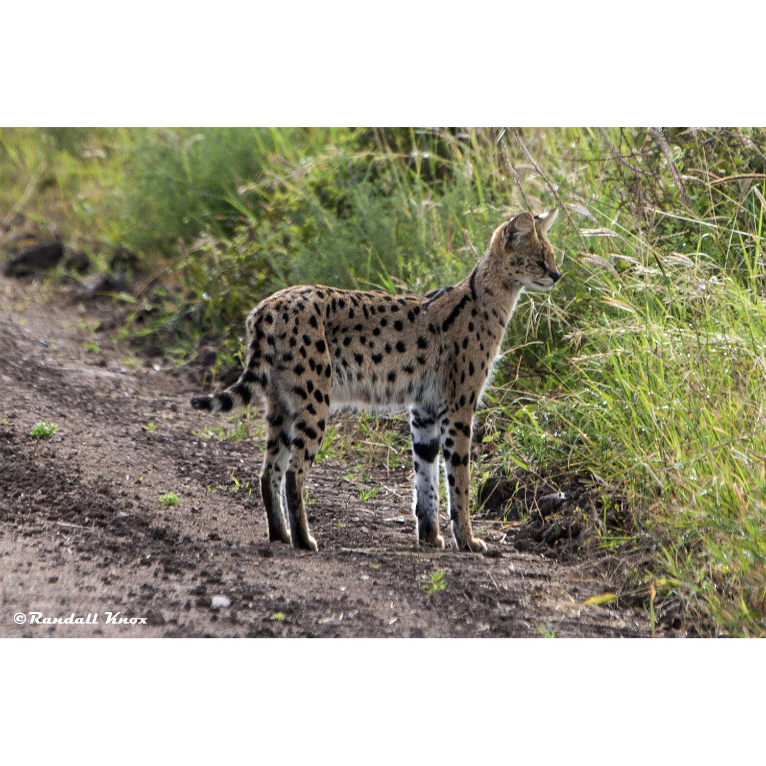 Leptailurus serval Фото №4