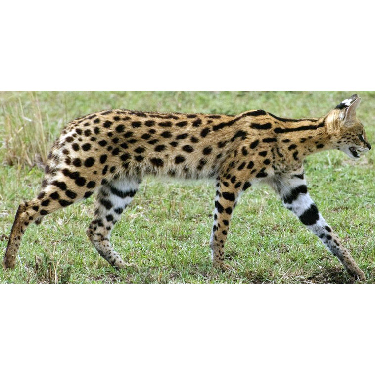 Leptailurus serval Фото №5