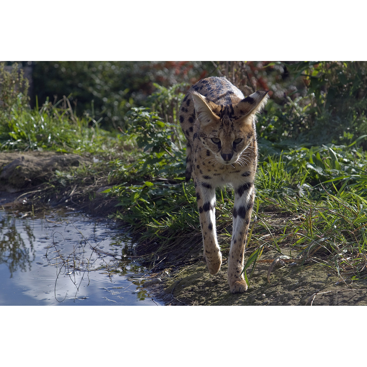 Leptailurus serval Фото №6