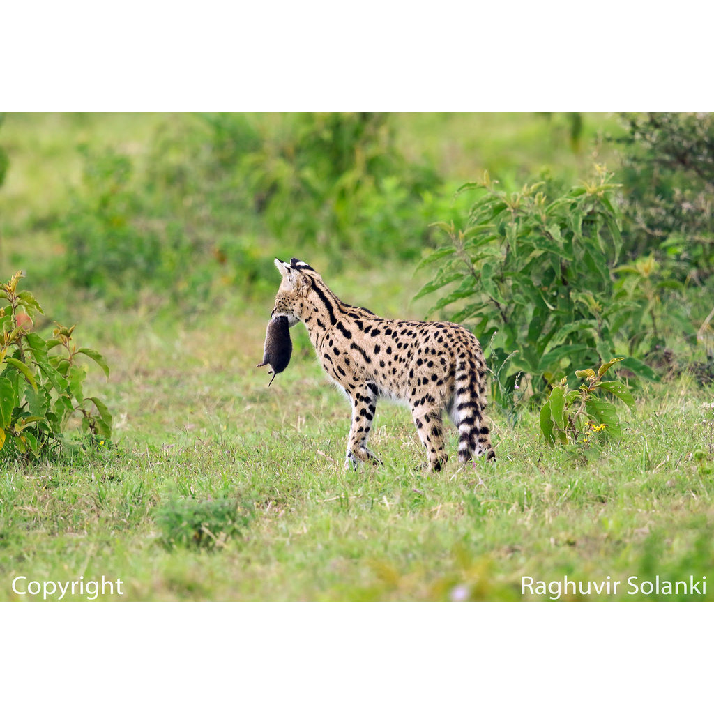 Leptailurus serval Фото №7