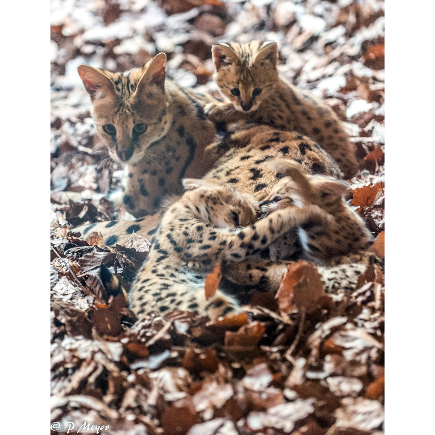 Leptailurus serval Фото №8