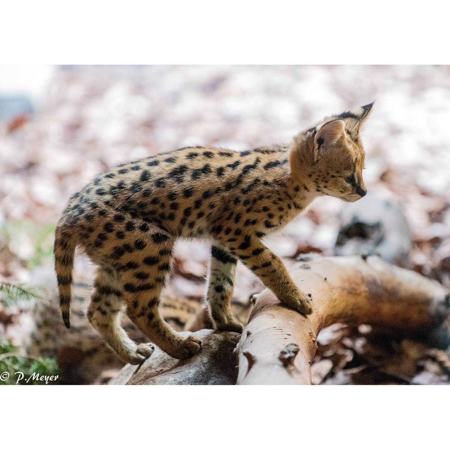 Leptailurus serval Фото №9