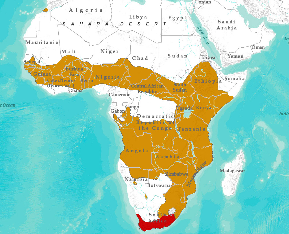 Leptailurus serval Ареал обитания на карте