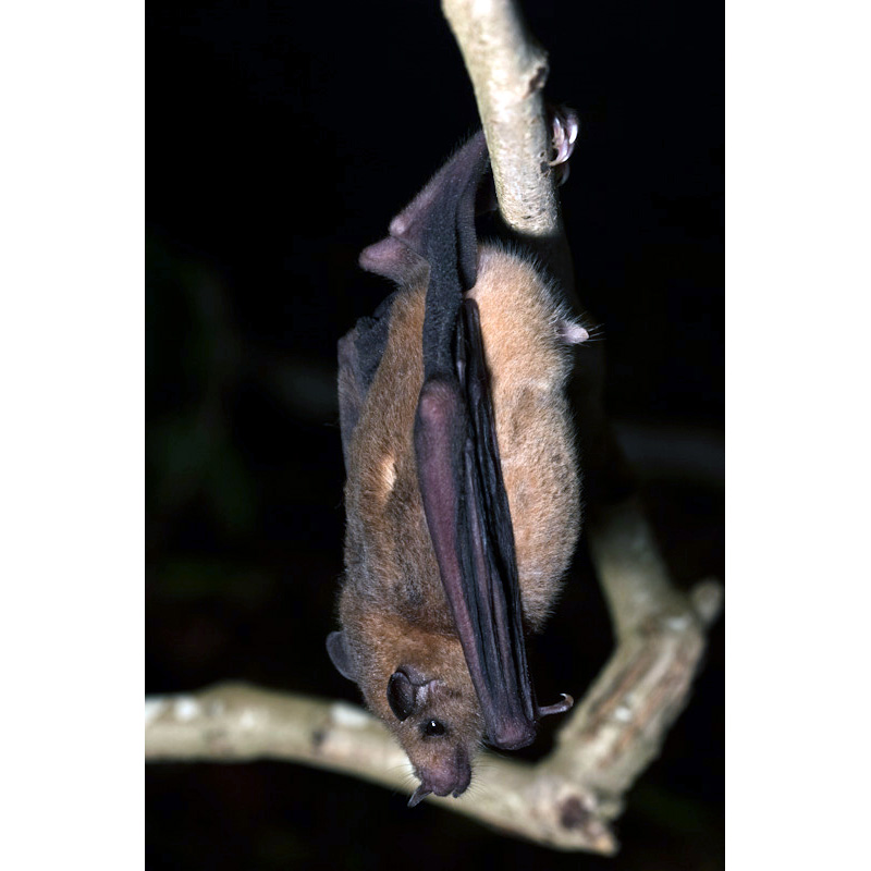 Lesser Long-nosed Bat (Leptonycteris yerbabuenae) Фото №2