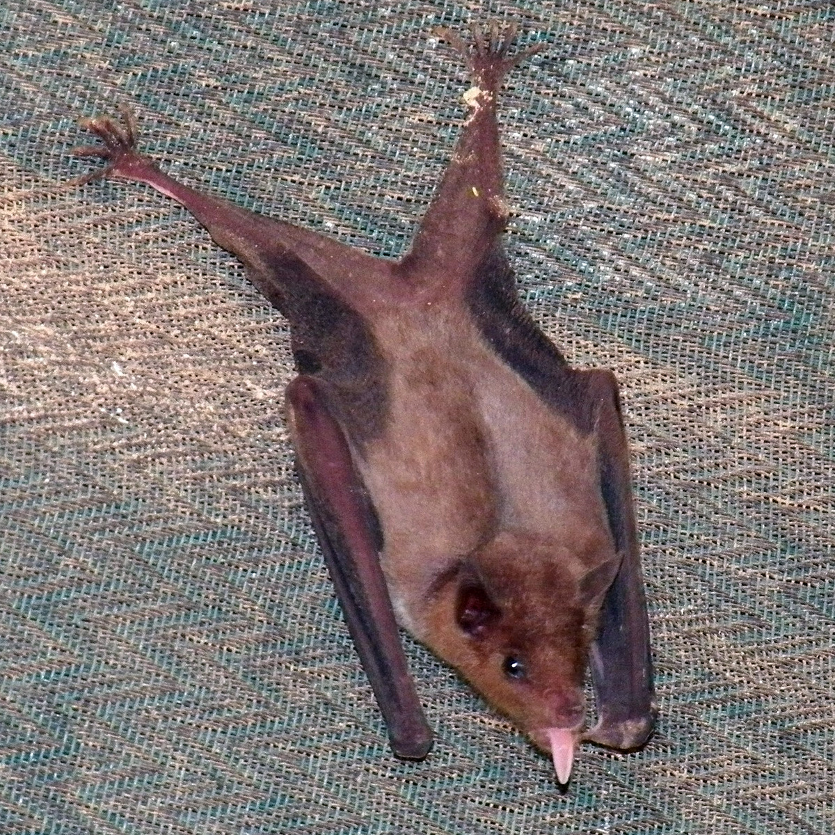 Lesser Long-nosed Bat (Leptonycteris yerbabuenae) Фото №3