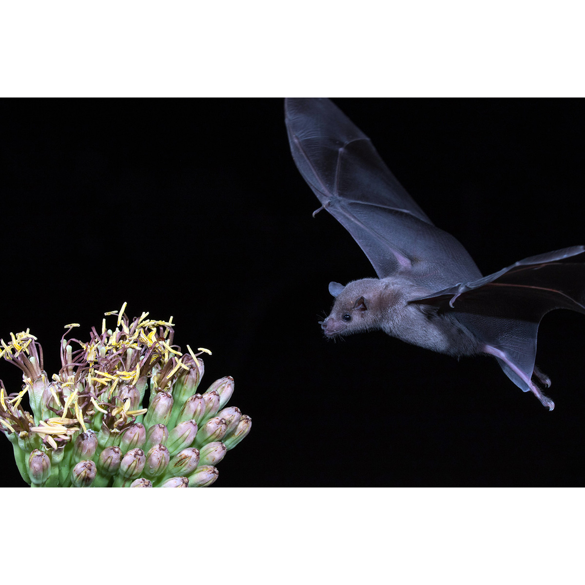 Lesser Long-nosed Bat (Leptonycteris yerbabuenae) Фото №5