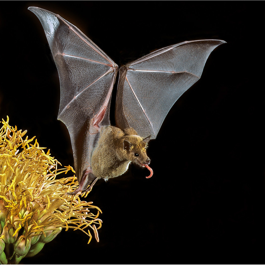 Lesser Long-nosed Bat (Leptonycteris yerbabuenae) Фото №6