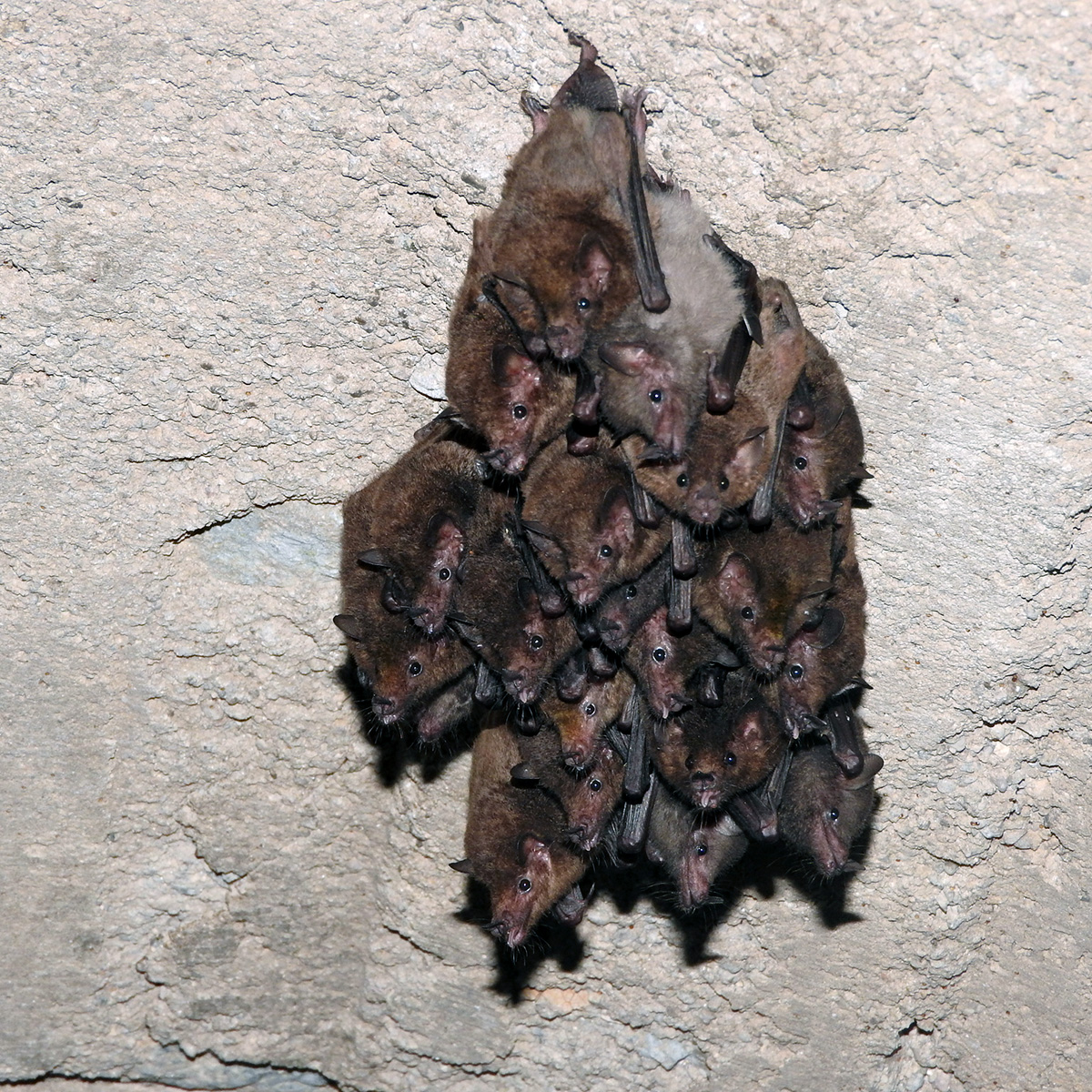 Lesser Long-nosed Bat (Leptonycteris yerbabuenae) Фото №7