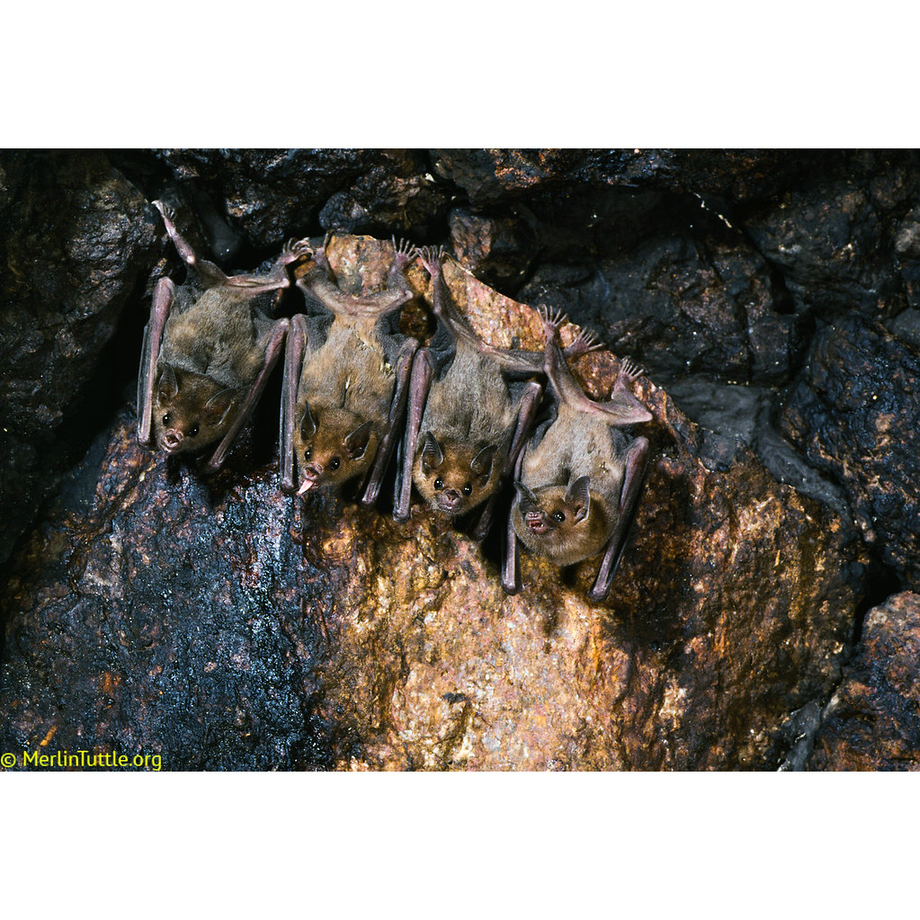 Lesser Long-nosed Bat (Leptonycteris yerbabuenae) Фото №8