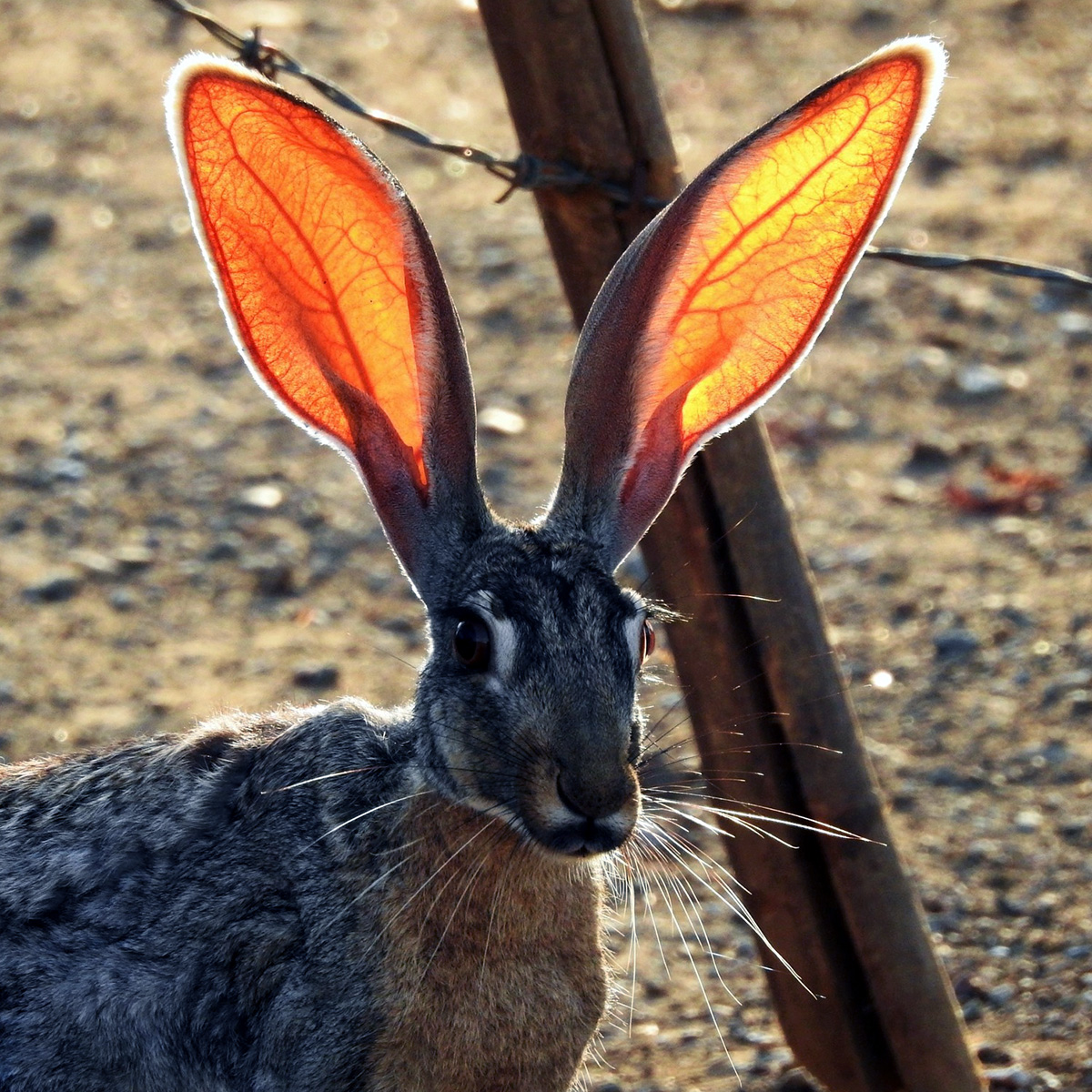Антилоповый заяц (Lepus alleni) Фото №10