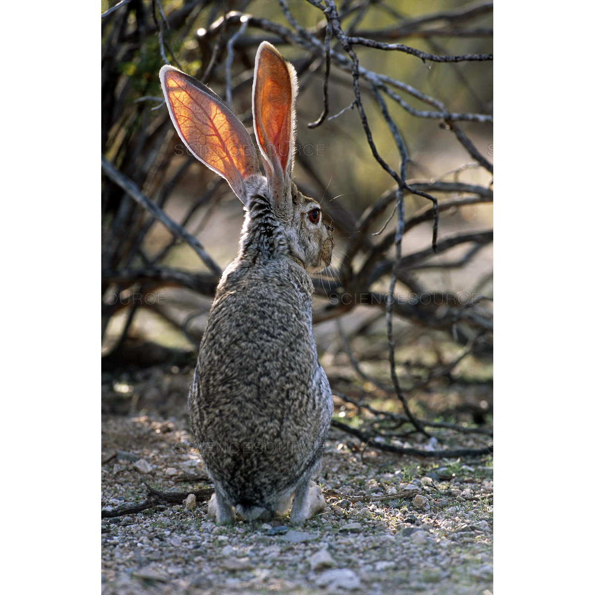 Антилоповый заяц (Lepus alleni) Фото №6