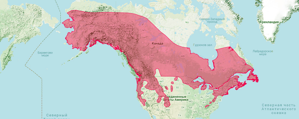 Американский беляк (Lepus americanus) Ареал обитания на карте