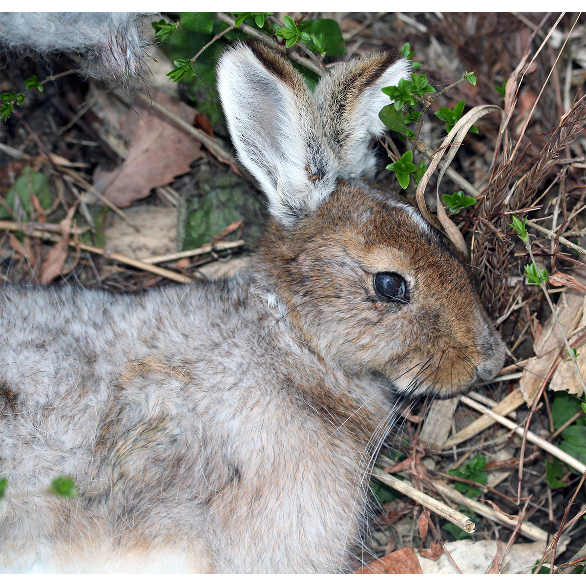 Японский заяц (Lepus brachyurus) Фото №10