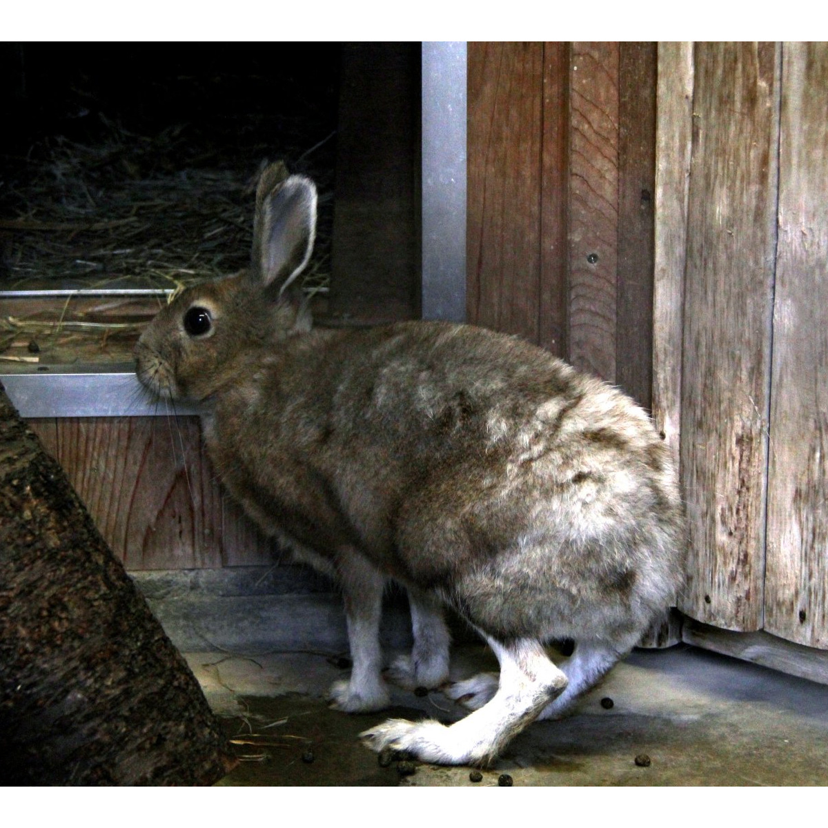 Японский заяц (Lepus brachyurus) Фото №2