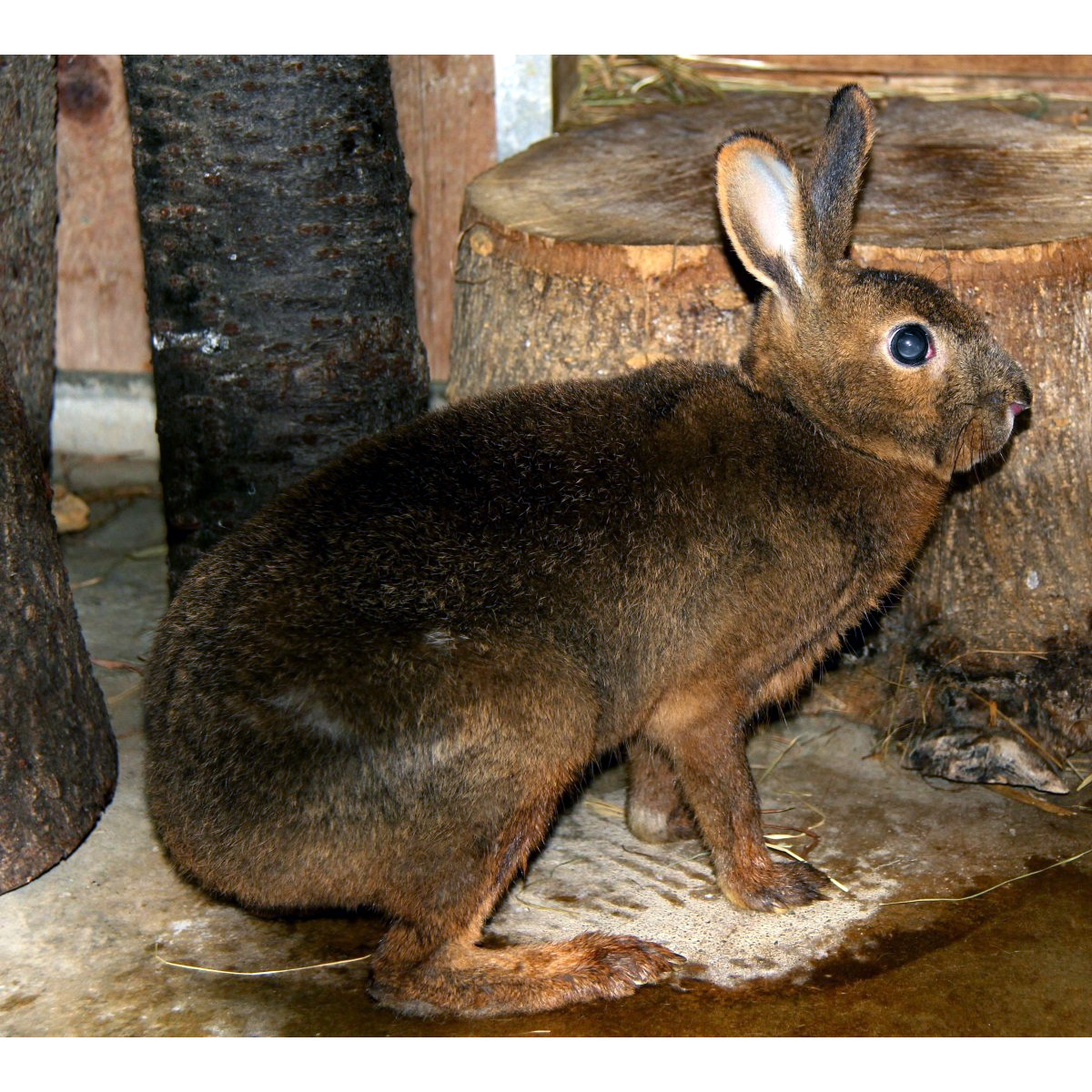 Японский заяц (Lepus brachyurus) Фото №3