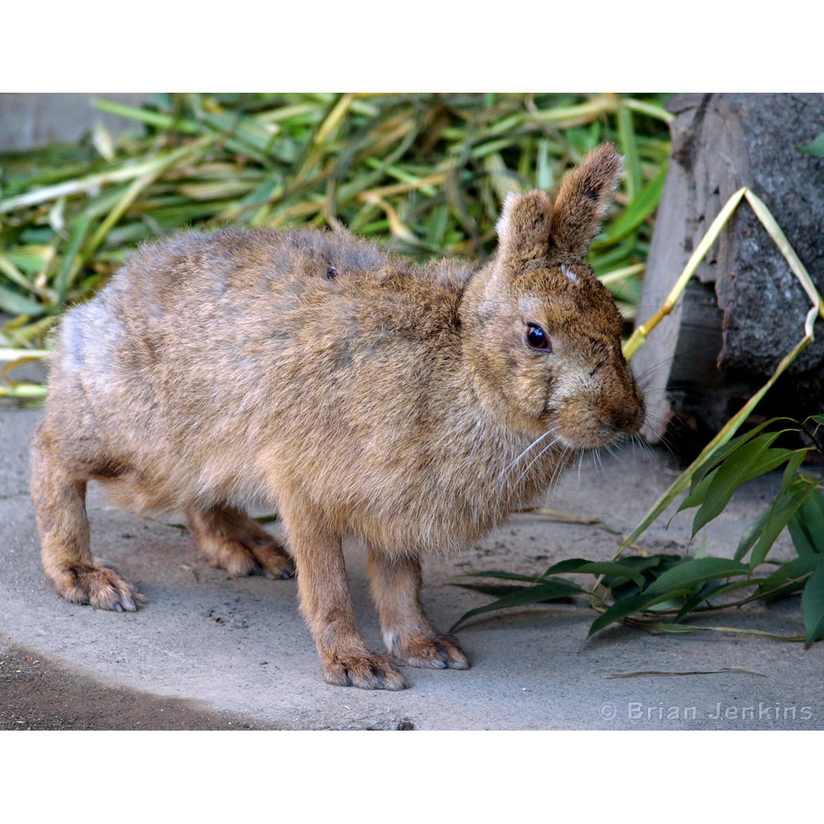 Японский заяц (Lepus brachyurus) Фото №4