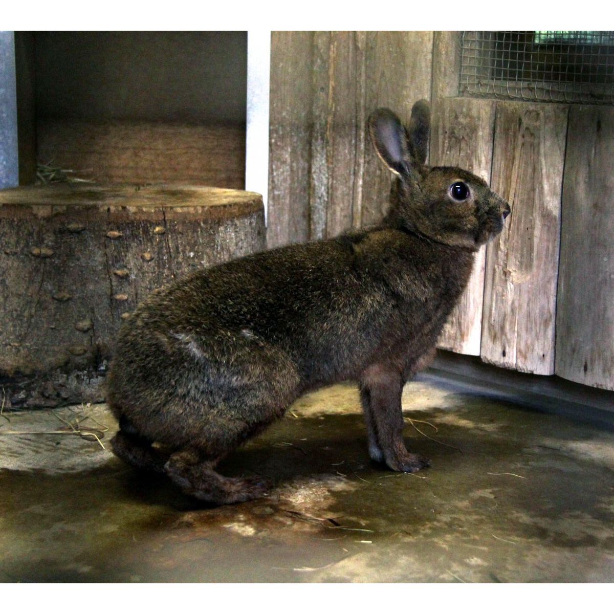 Японский заяц (Lepus brachyurus) Фото №5