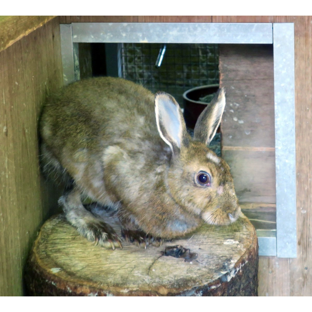 Японский заяц (Lepus brachyurus) Фото №6