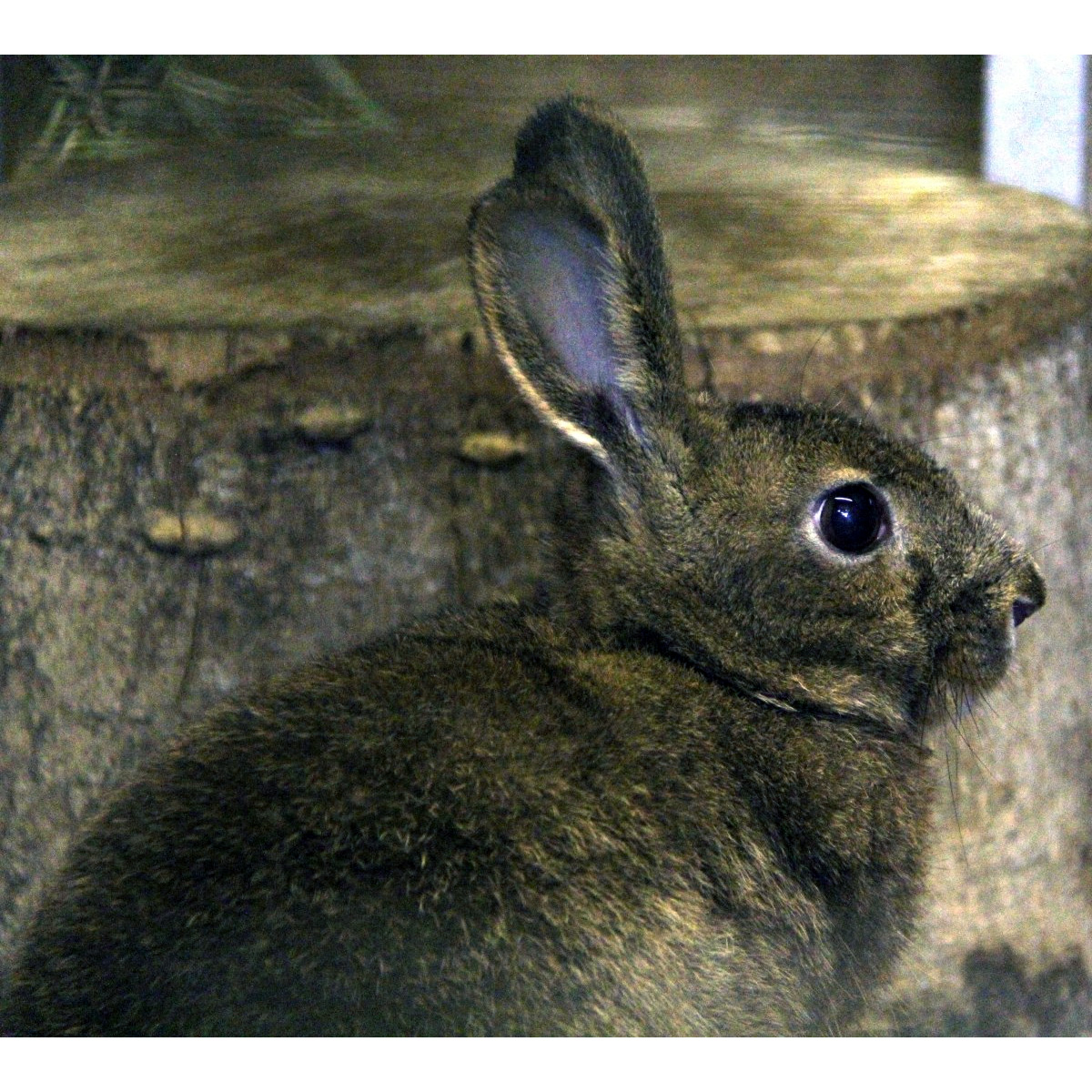 Японский заяц (Lepus brachyurus) Фото №9