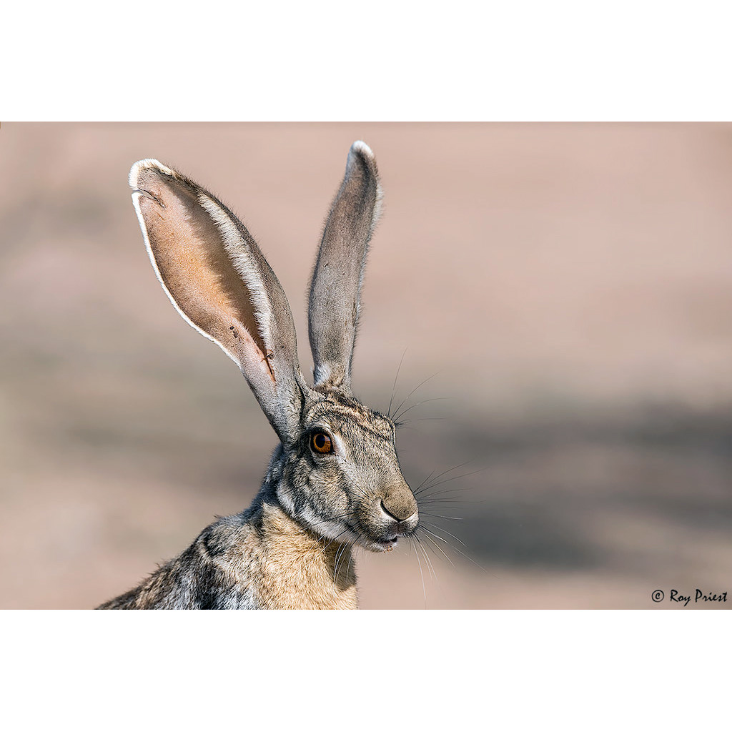 Калифорнийский заяц (Lepus californicus) Фото №10