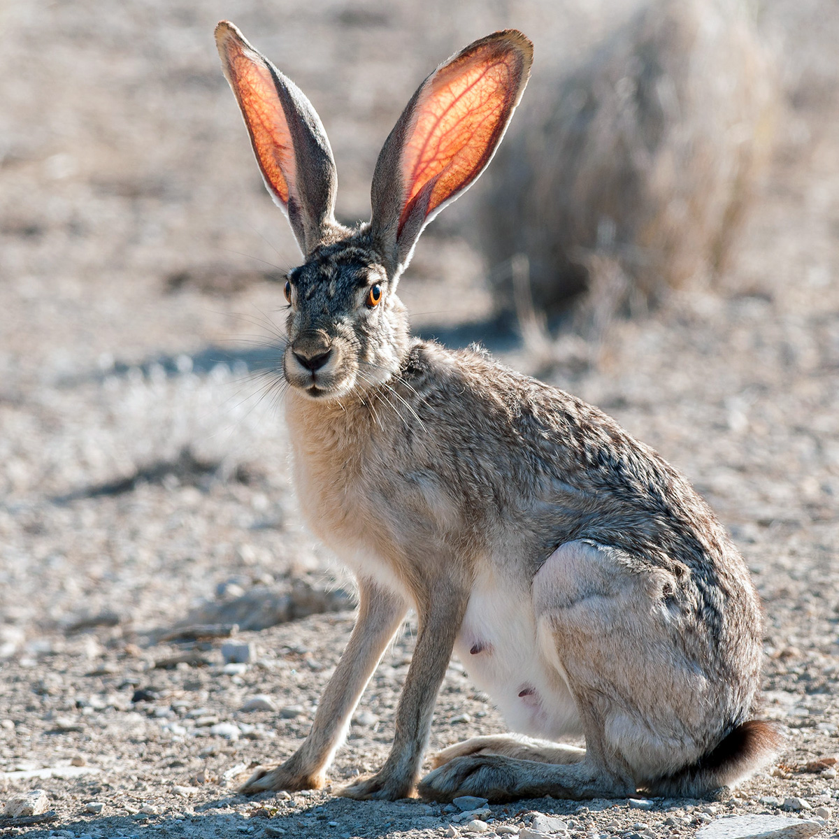 Калифорнийский заяц (Lepus californicus) Фото №2