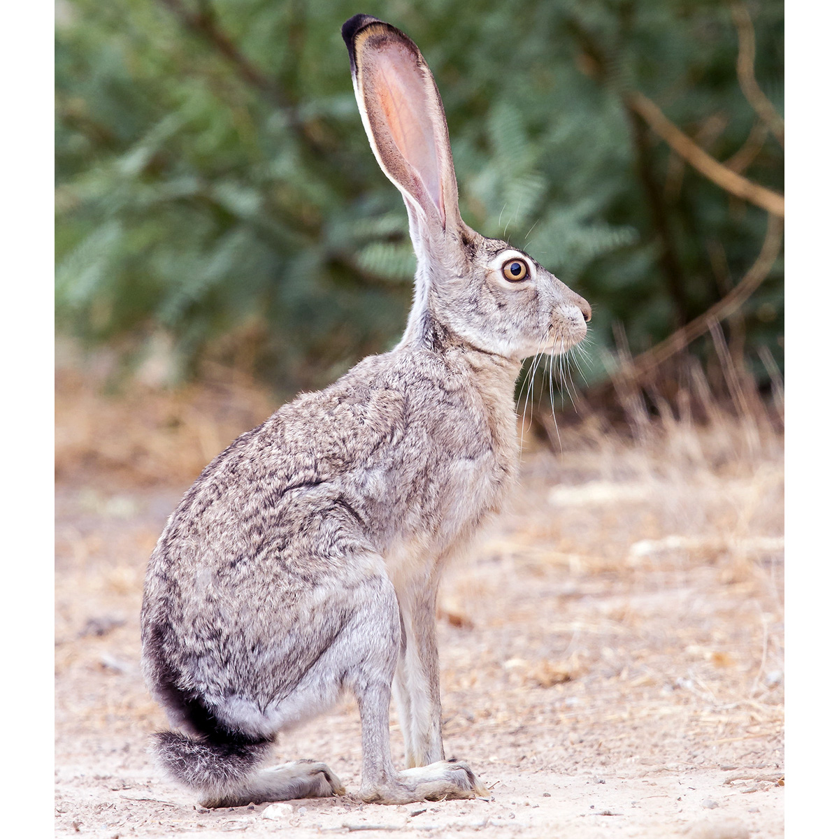 Калифорнийский заяц (Lepus californicus) Фото №3
