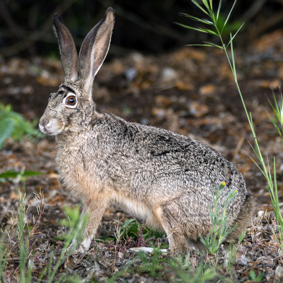 Калифорнийский заяц (Lepus californicus) Фото №4