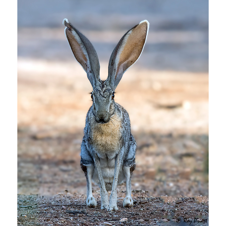 Калифорнийский заяц (Lepus californicus) Фото №5