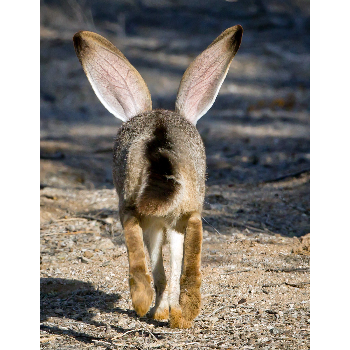 Калифорнийский заяц (Lepus californicus) Фото №6