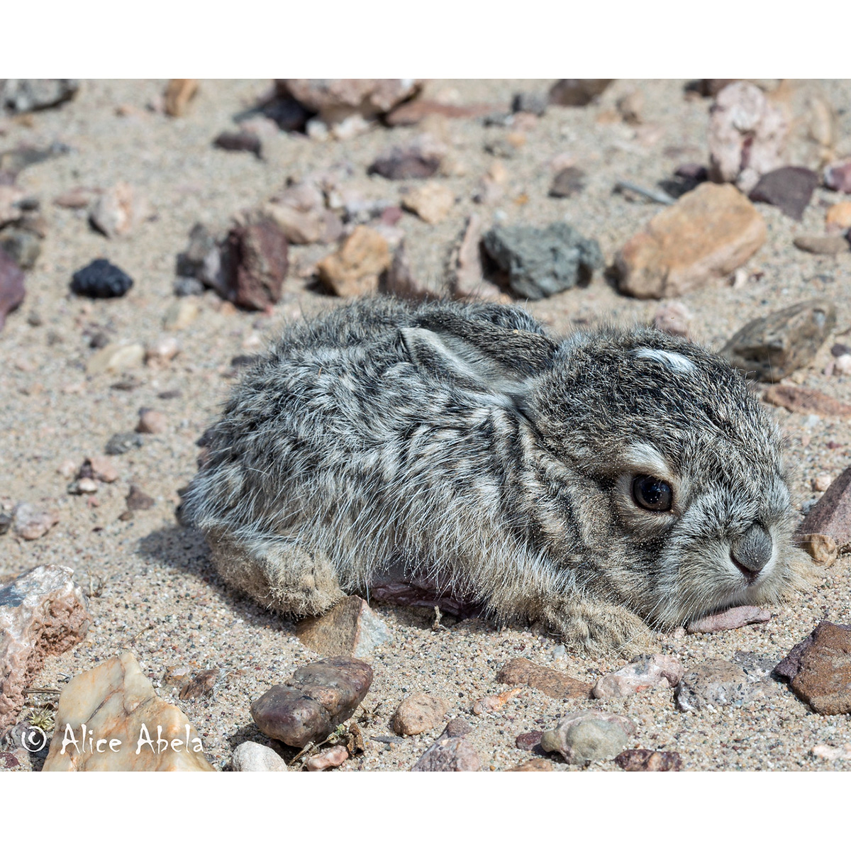 Калифорнийский заяц (Lepus californicus) Фото №8